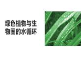 3.3  绿色植物与生物圈的水循环  课件-2023-2024学年人教版生物七年级上册