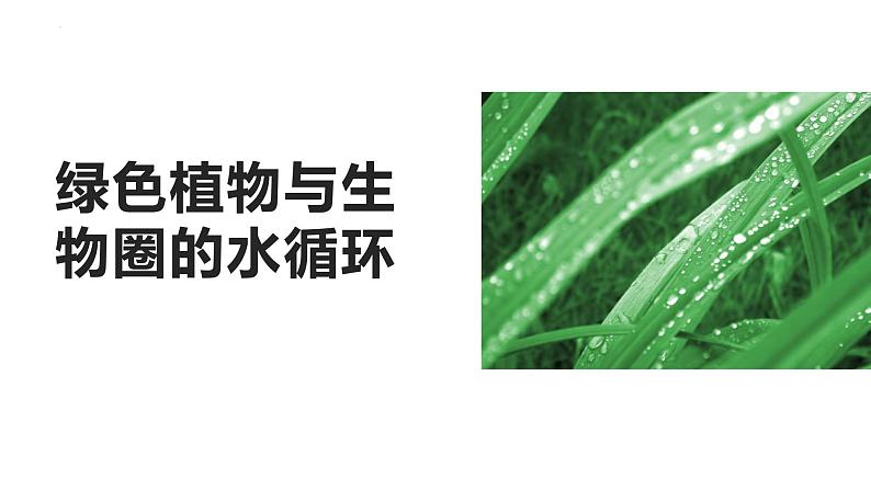 3.3  绿色植物与生物圈的水循环  课件-2023-2024学年人教版生物七年级上册01