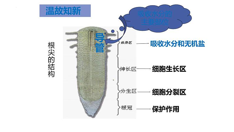 3.3  绿色植物与生物圈的水循环  课件-2023-2024学年人教版生物七年级上册03