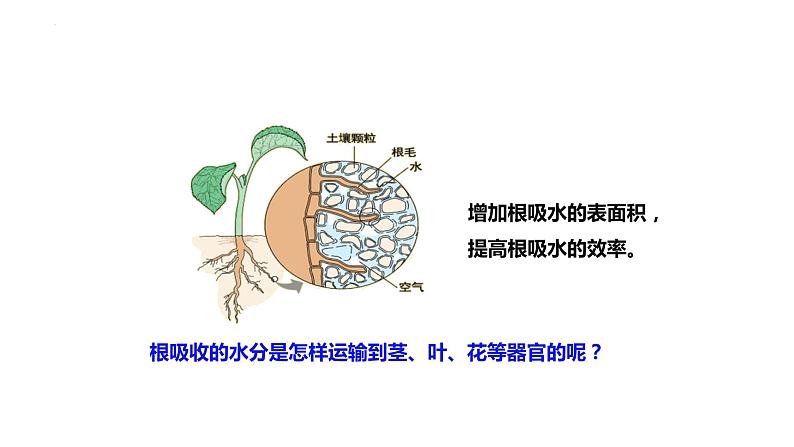 3.3  绿色植物与生物圈的水循环  课件-2023-2024学年人教版生物七年级上册05