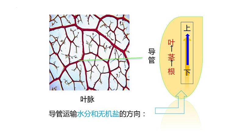 3.3  绿色植物与生物圈的水循环  课件-2023-2024学年人教版生物七年级上册08