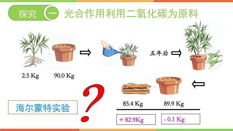 3.5.1 光合作用吸收二氧化碳释放氧气 - 2023-2024学年七年级上册生物同步课件（人教版）第4页