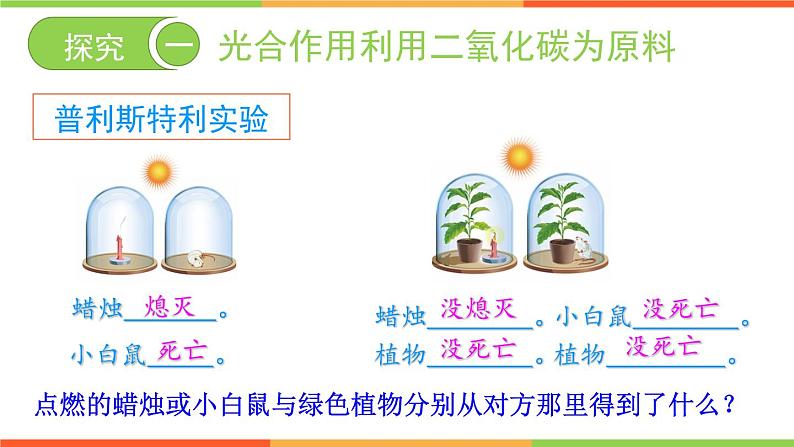 3.5.1 光合作用吸收二氧化碳释放氧气 - 2023-2024学年七年级上册生物同步课件（人教版）第6页