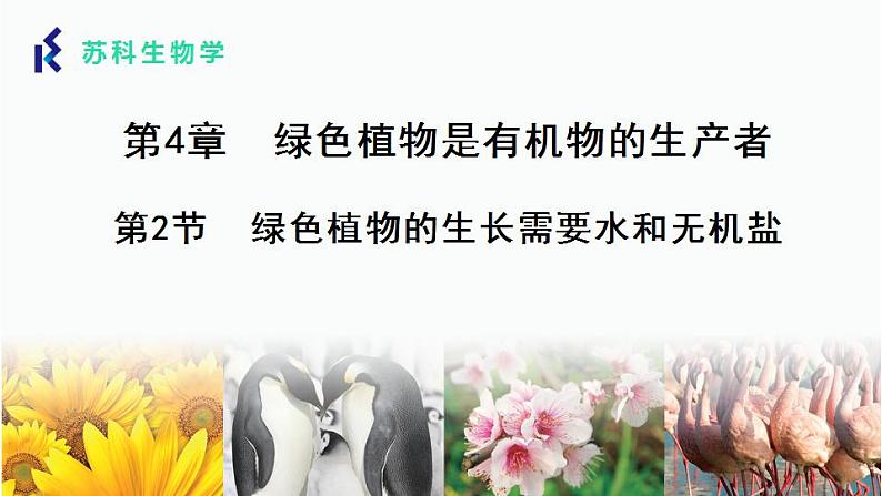 4.2.1 绿色植物的生长需要水和无机盐 课件 苏科版生物七年级上册01