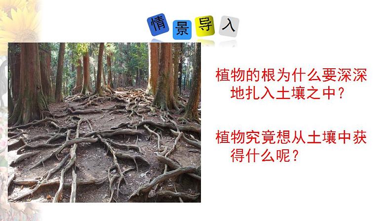 4.2.1 绿色植物的生长需要水和无机盐 课件 苏科版生物七年级上册03