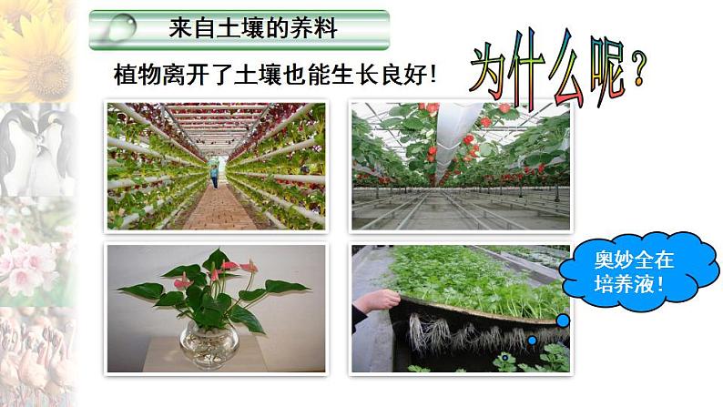 4.2.1 绿色植物的生长需要水和无机盐 课件 苏科版生物七年级上册04