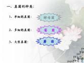 4.3 真菌课件2023--2024学年人教版生物八年级上册