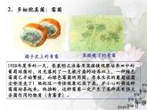 4.3 真菌课件2023--2024学年人教版生物八年级上册