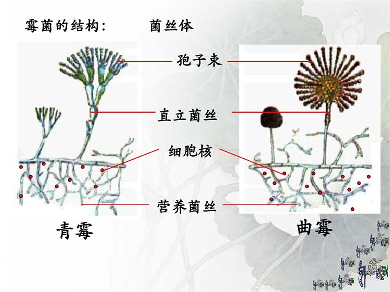 4.3 真菌课件2023--2024学年人教版生物八年级上册第6页