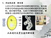 4.3 真菌课件2023--2024学年人教版生物八年级上册