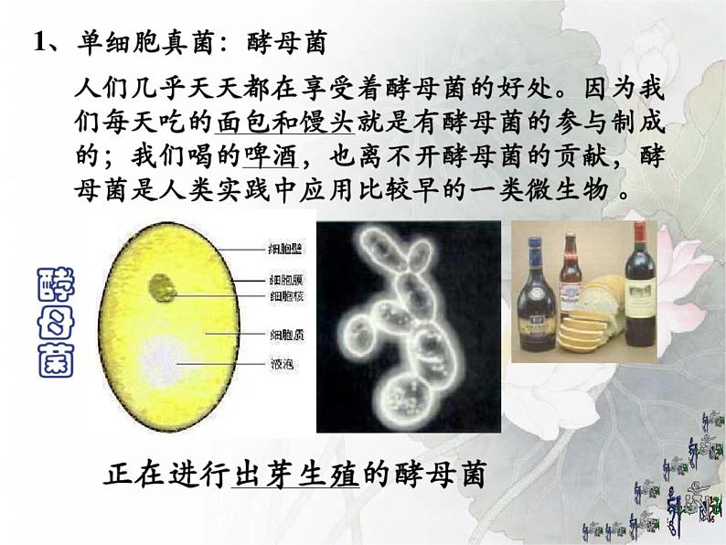 4.3 真菌课件2023--2024学年人教版生物八年级上册第3页