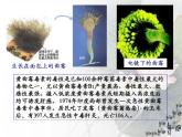 4.3 真菌课件2023--2024学年人教版生物八年级上册