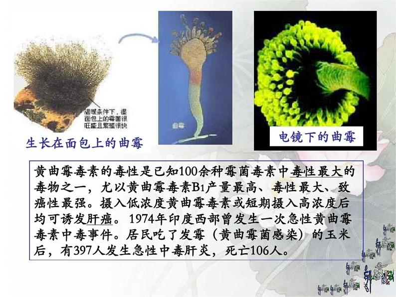 4.3 真菌课件2023--2024学年人教版生物八年级上册第5页