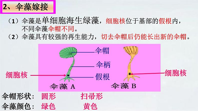 4.4.1 遗传的物质基础课件济南版生物八年级上册06