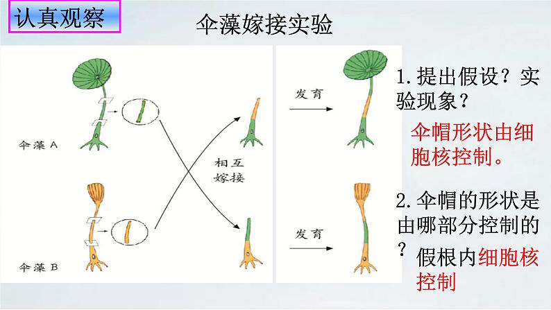 4.4.1 遗传的物质基础课件济南版生物八年级上册07