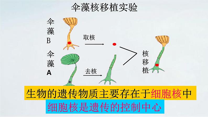 4.4.1 遗传的物质基础课件济南版生物八年级上册08