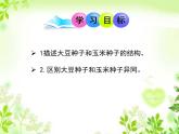 5.1 植物种子的萌发 课件-2023-2024学年苏教版生物七年级上册