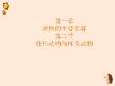 5.1.2  线形动物和环节动物  课件-2023-2024学年人教版生物八年级上册