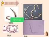 5.1.2  线形动物和环节动物  课件-2023-2024学年人教版生物八年级上册