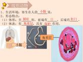 5.1.2  线形动物和环节动物  课件-2023-2024学年人教版生物八年级上册