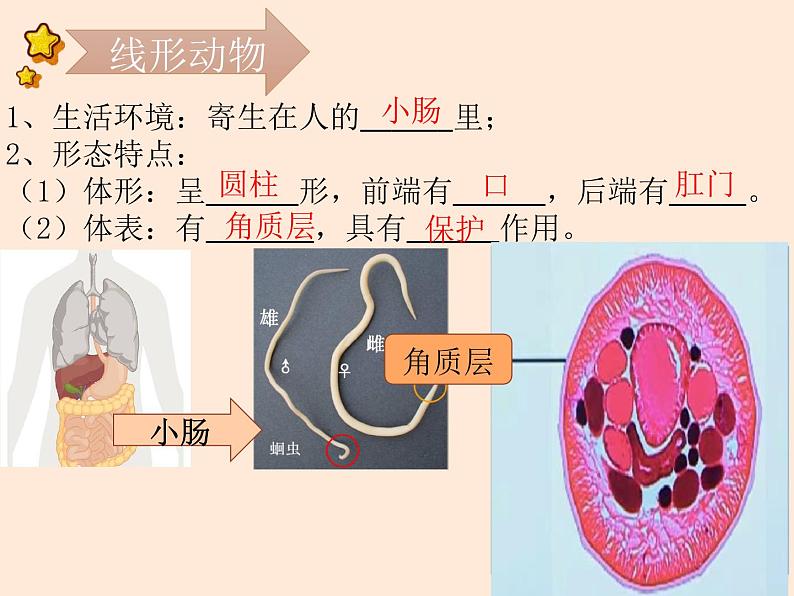 5.1.2  线形动物和环节动物  课件-2023-2024学年人教版生物八年级上册04