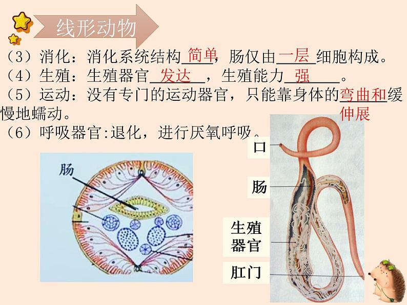 5.1.2  线形动物和环节动物  课件-2023-2024学年人教版生物八年级上册05