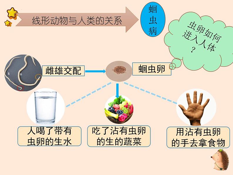 5.1.2  线形动物和环节动物  课件-2023-2024学年人教版生物八年级上册06