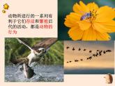 5.2.3  社会行为 课件 2023-2024学年人教版生物八年级上册