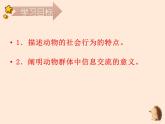 5.2.3  社会行为 课件 2023-2024学年人教版生物八年级上册