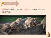 5.2.3  社会行为 课件 2023-2024学年人教版生物八年级上册