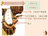 5.2.3  社会行为 课件 2023-2024学年人教版生物八年级上册