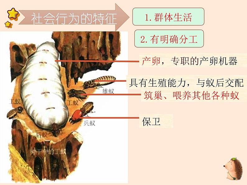 5.2.3  社会行为 课件 2023-2024学年人教版生物八年级上册05