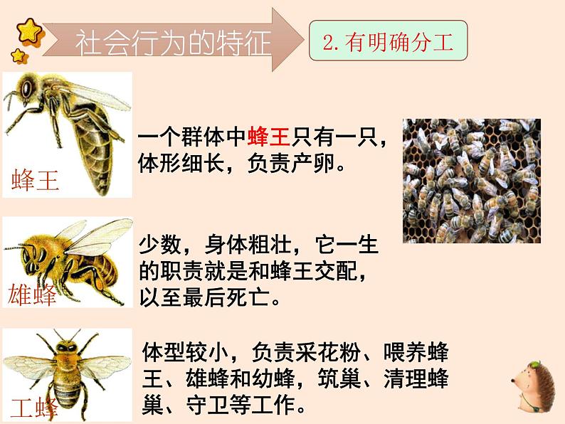 5.2.3  社会行为 课件 2023-2024学年人教版生物八年级上册06