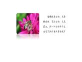 6.1.2  从种到界  课件-2023-2024学年人教版生物八年级上册