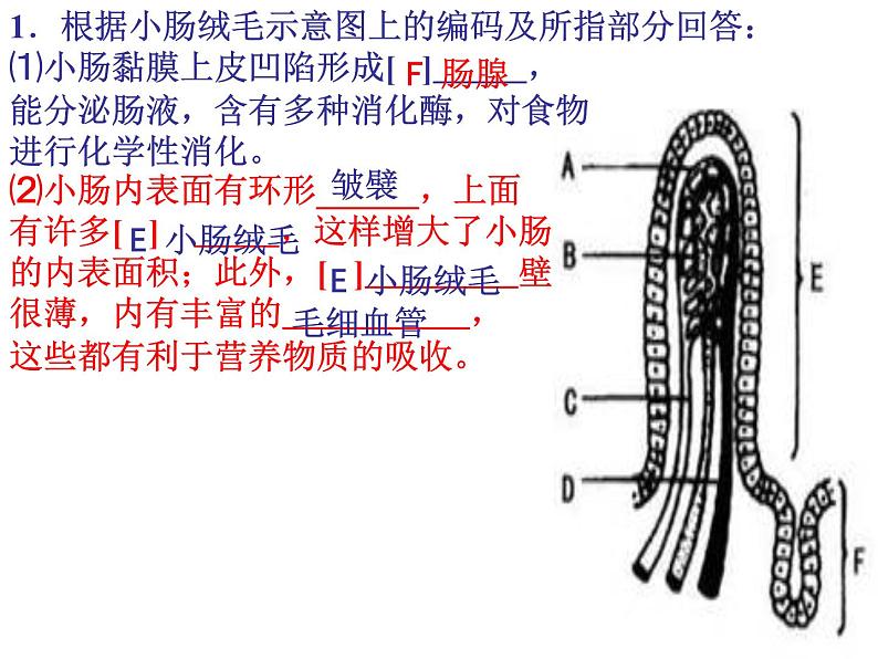 第三章人体的呼吸 复习课件2023-2024学年鲁科版生物七年级上册03