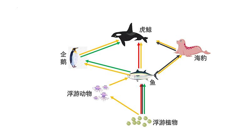 19.2 生态系统的能量流动和物质循环 课件-2023-2024学年苏教版生物八年级上册02