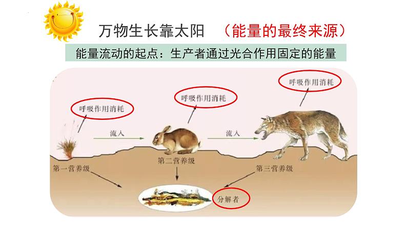 19.2 生态系统的能量流动和物质循环 课件-2023-2024学年苏教版生物八年级上册07