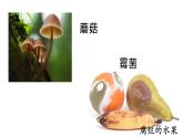 5.4.1 细菌和真菌的分布课件 人教版生物八年级上册