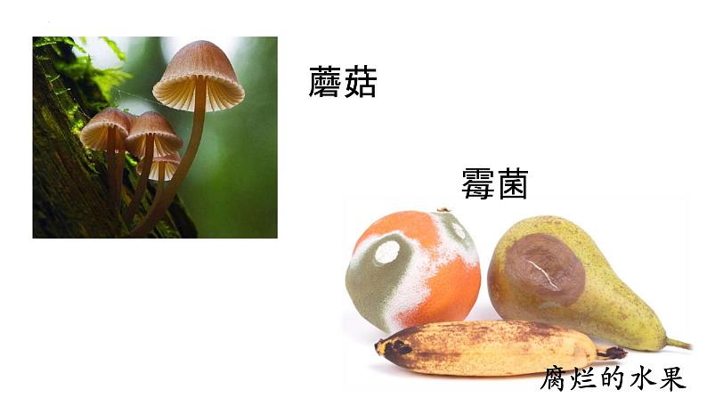 5.4.1 细菌和真菌的分布课件 人教版生物八年级上册02