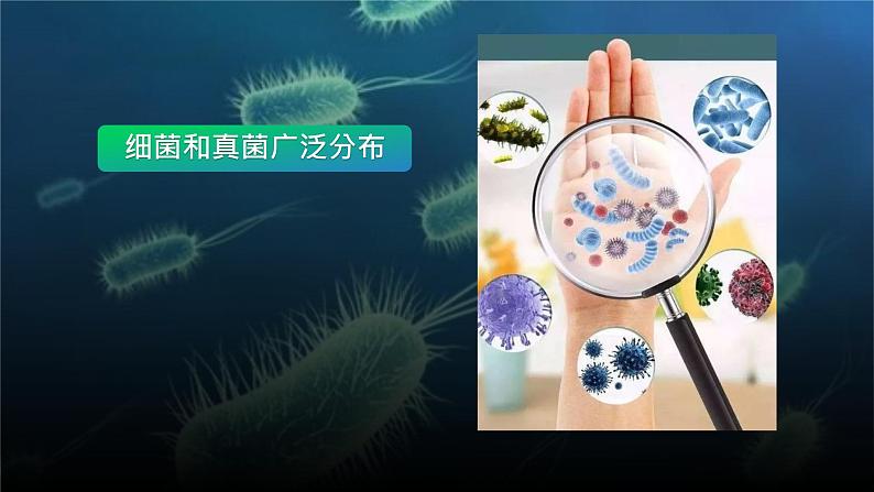 5.4.1 细菌和真菌的分布课件 人教版生物八年级上册03