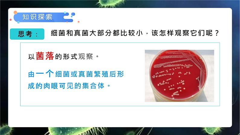 5.4.1 细菌和真菌的分布课件 人教版生物八年级上册06