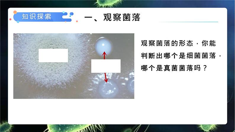 5.4.1 细菌和真菌的分布课件 人教版生物八年级上册07