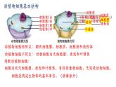 2.2.1细胞通过分裂产生新细胞课件 人教版生物七年级上册