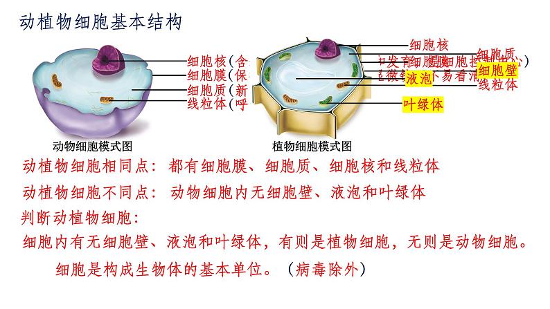 2.2.1细胞通过分裂产生新细胞课件 人教版生物七年级上册03