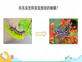 7.1.2 昆虫的生殖和发育课件 人教版生物八年级下册