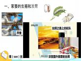 7.1.2 昆虫的生殖和发育课件 人教版生物八年级下册