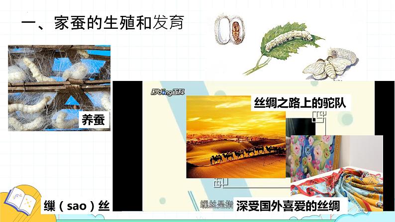 7.1.2 昆虫的生殖和发育课件 人教版生物八年级下册05