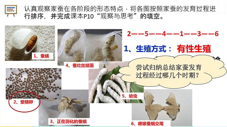 7.1.2 昆虫的生殖和发育课件 人教版生物八年级下册06