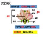 人教版生物八年级下册7.1.1植物的生殖课件