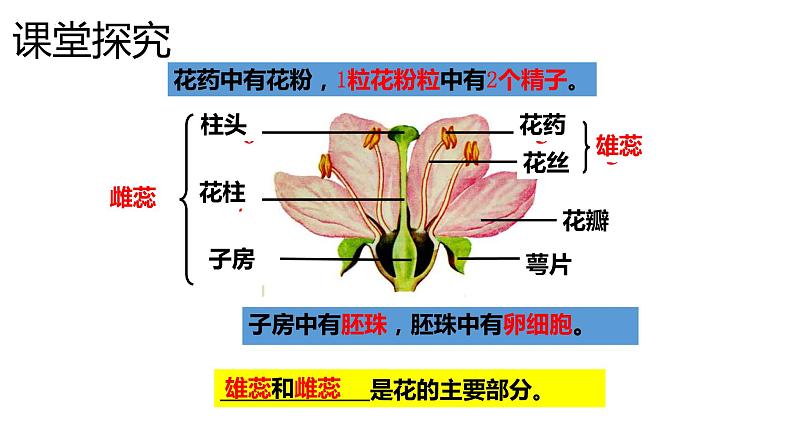 人教版生物八年级下册7.1.1植物的生殖课件03